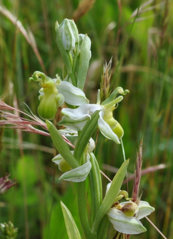 Ophrys apifera var. clorantha